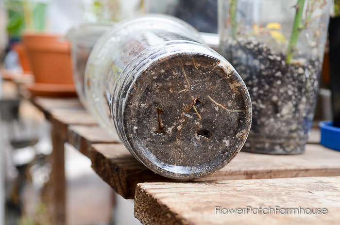 bottom of plastic cup with rooted rose cuttings, Root rose cuttings easy, rose propagation method, flower patch farmhouse