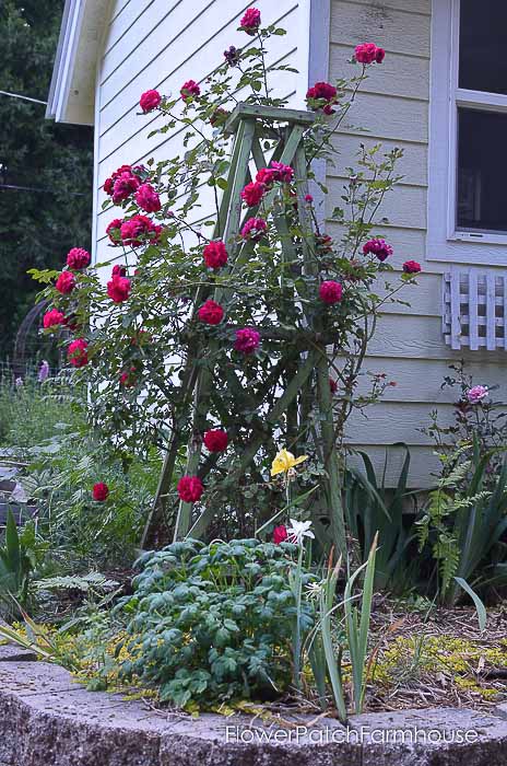 Tess David Austin Rose on DIY obelisk,