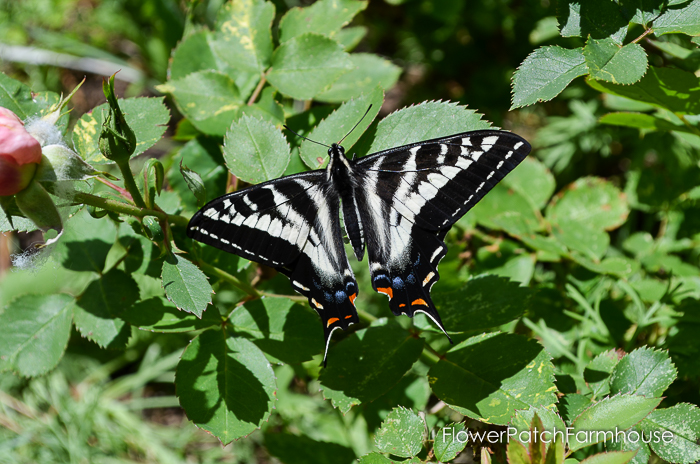 Garden Tour Late May 2016