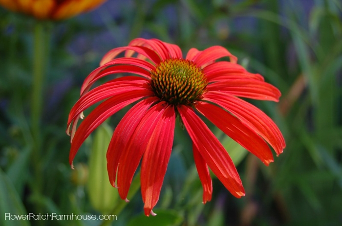 Tomato Soup Echinacea