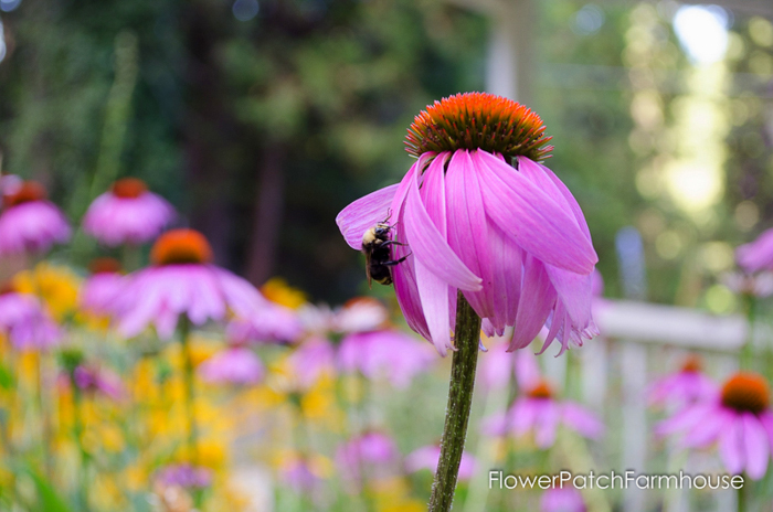 How to Grow Echinacea. Wonderful, easy to grow, drought tolerant and comes back every year, making this a perfect flower for your cottage garden. They come in a wide variety of colors, heights and pollinators love them.