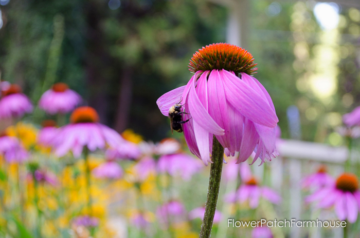 How to Grow Purple Coneflower aka Echinacea