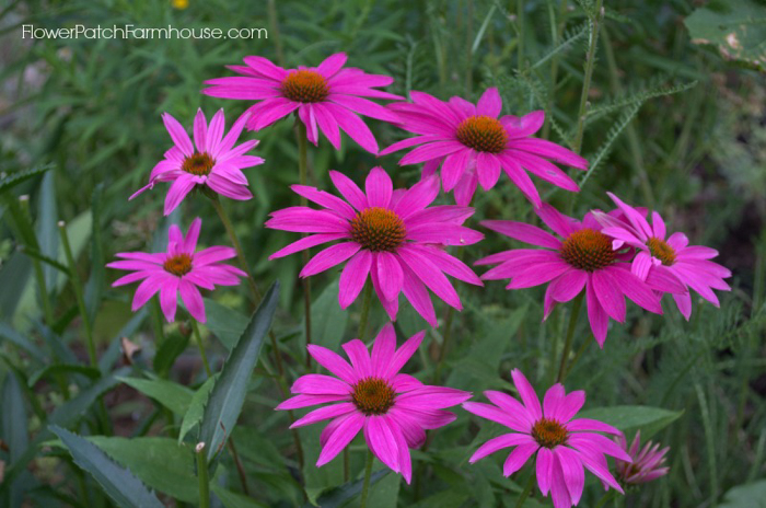 Propagate plants with root divisions. An easy way to get more of your favorite perennials for free