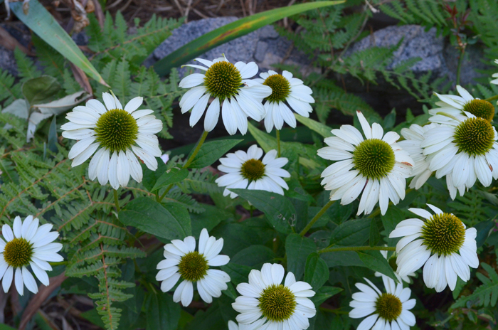 How to Grow Purple Coneflower aka Echinacea. Wonderful, easy to grow, drought tolerant and comes back every year, making this a perfect flower for your cottage garden. They come in a wide variety of colors, heights and pollinators love them.