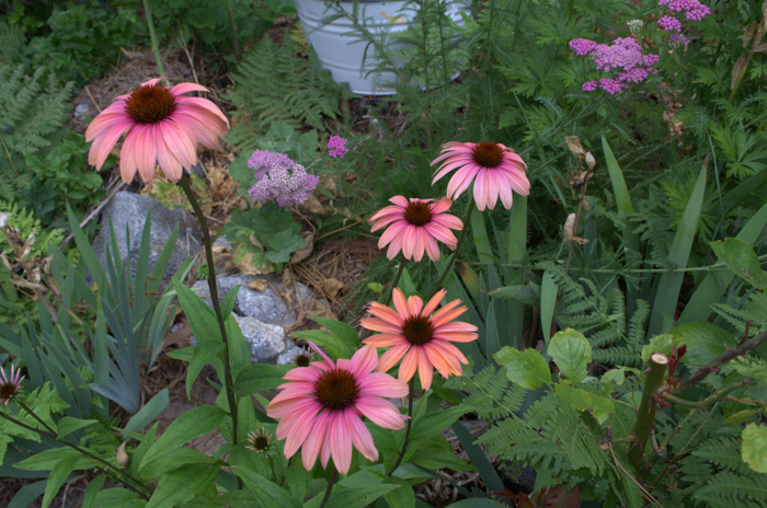 How to Grow Echinacea. Wonderful, easy to grow, drought tolerant and comes back every year, making this a perfect flower for your cottage garden. They come in a wide variety of colors, heights and pollinators love them.