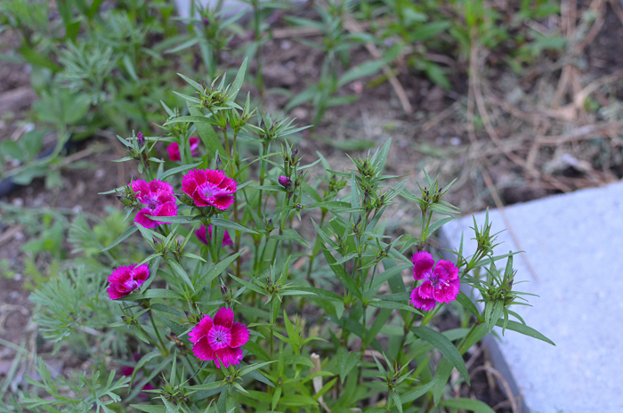 Garden Tour Mid May 2016 Flower Patch Farmhouse