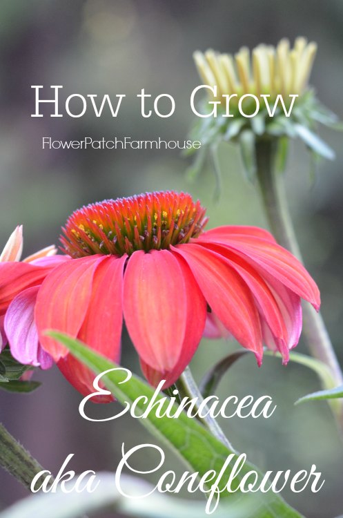 How to Grow Echinacea. Wonderful, easy to grow, drought tolerant and comes back every year, making this a perfect flower for your cottage garden. They come in a wide variety of colors, heights and pollinators love them.