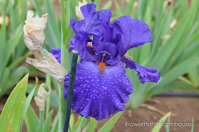 Paul Black, Superstition Iris Gardens