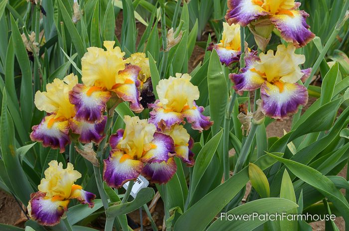 Rainbow High, Superstition Iris Gardens