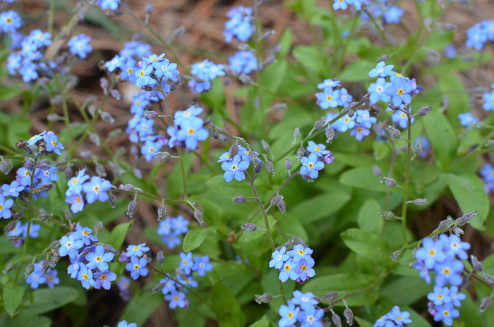 Baby Blue Eyes Forget Me Nots