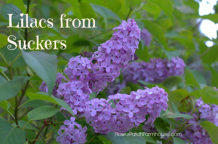 How to Propagate Lilacs from Suckers, easy enough if you have a sharp shovel and a bit of muscle.