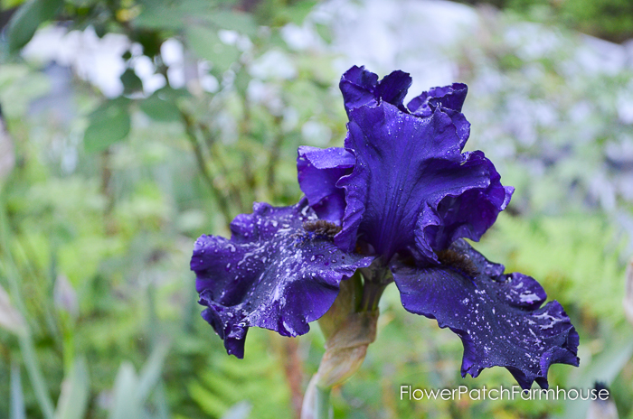 May 2016 Garden Tour