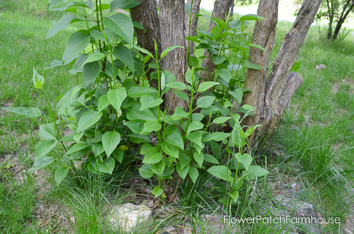 How to Propagate Lilacs from Suckers, easy enough if you have a sharp shovel and a bit of muscle.