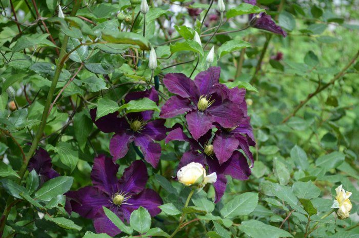 Warsaw Nike Clematis, propagate clematis by layering. An easy fun way to get more clematis that you love