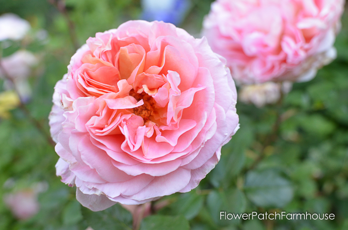 Abraham Darby David Austin Rose