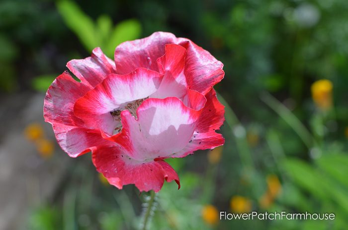 Shirley Poppy, Papaver rhoeus, Corn Poppy, Deadheading can keep it blooming longer. More is always better!