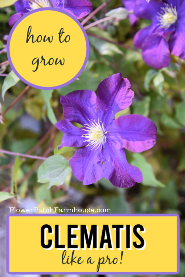 purple clematis with text overlay, how to grow clematis like a pro, flowerpatchfarmhouse.com