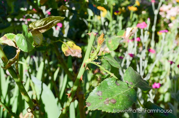 How to deadhead flowers for continuous bloom all summer long, deadheading is the way to go!