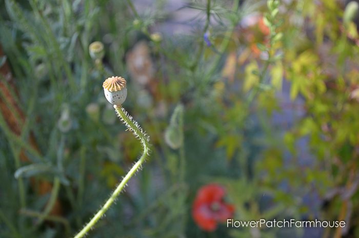 How to deadhead flowers for continuous bloom all summer long. Deadheading is easy enough as quick clip.