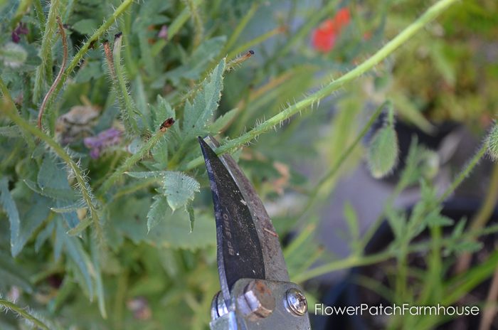 How deadheading flowers in your cottage garden can encourage a longer bloom time, clear until first Frost!