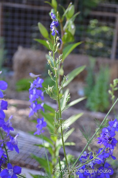 Deadheading flowers for continuous bloom all summer long,
