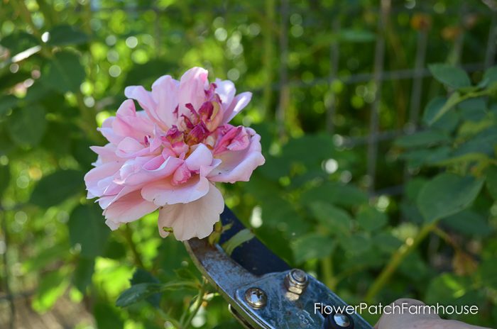How to deadhead flowers for continuous bloom all summer long, deadheading is the ticket
