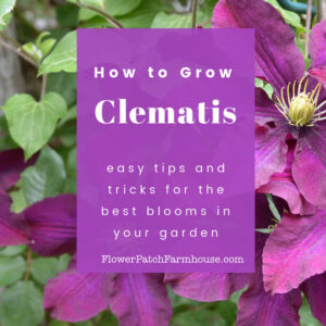 clematis bloom with text overlay, How to Grow Clematis, easy tips and tricks for the most blooms, Flower Patch Farmhouse dot com