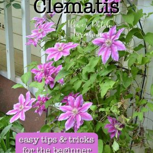 Pink clematis, How to Grow Clematis, easy tips and tricks