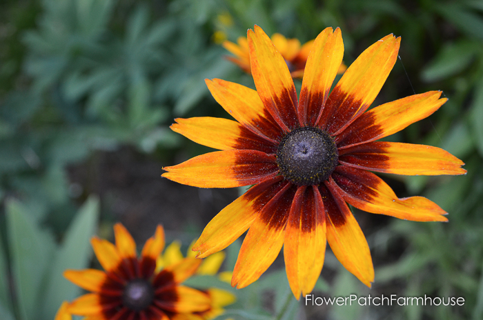 Black eyed susans