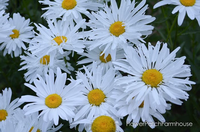 crazy daisies, compost for a beautiful garden