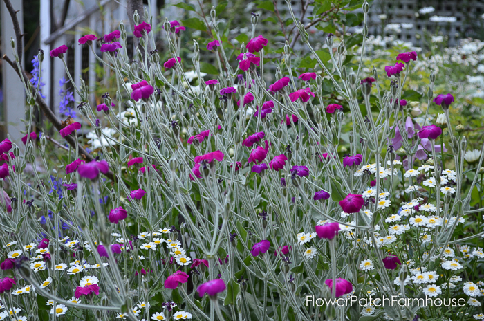 Rose Campion