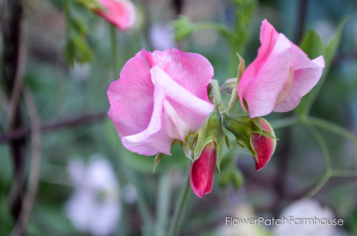 Strawberry Fields Sweet Peas