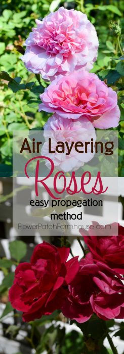 All about plant propagation A fast and easy way to root roses, air layering. You get larger roses faster than you do with cuttings. So fun and easier than you would imagine, you will wonder why you didn't try this before! More roses for FREE. FlowerPatchFarmhouse.com