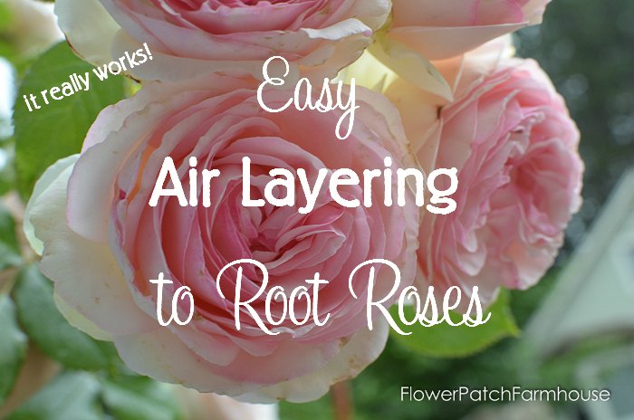 Air Layering to Root Roses