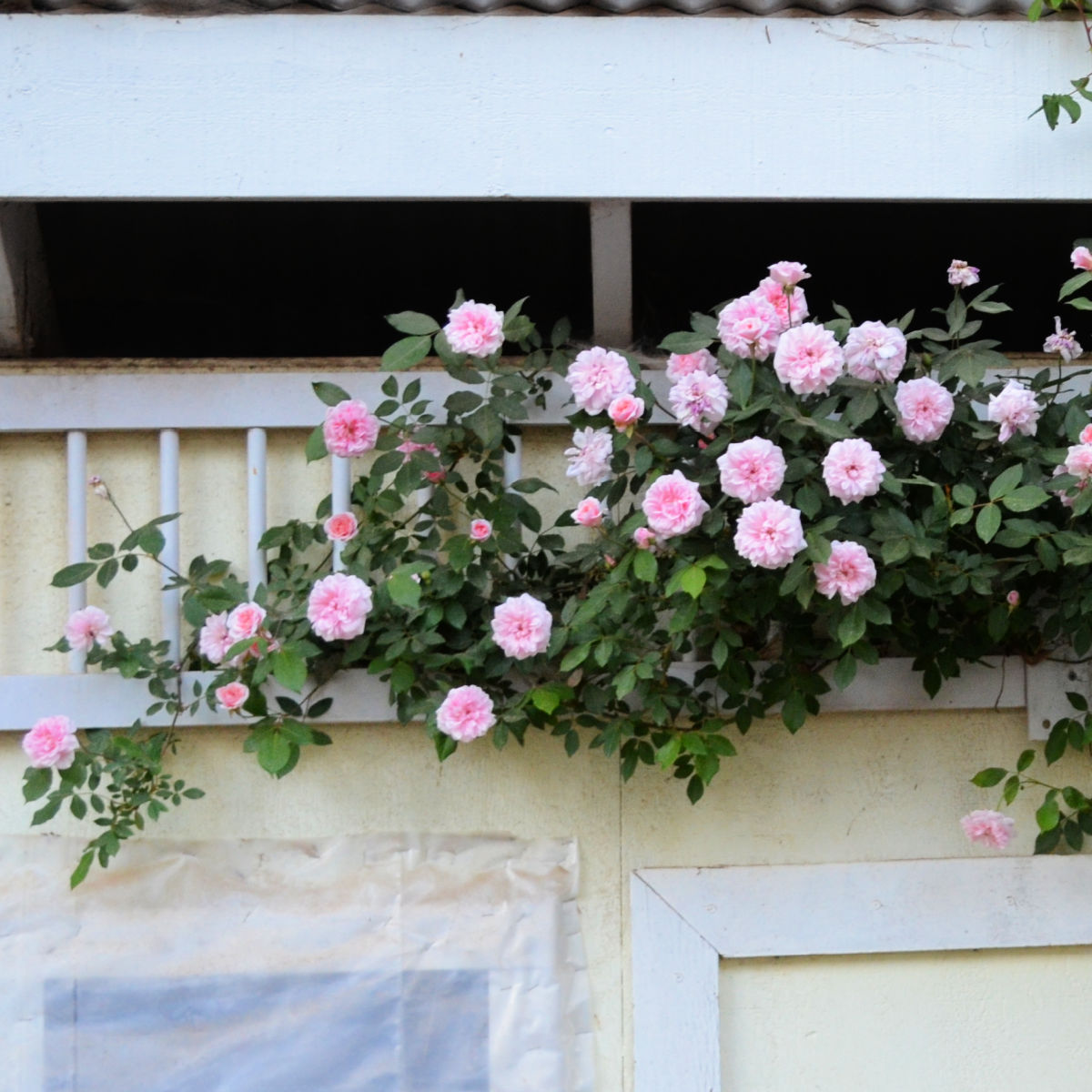 Air Layering to Root Roses