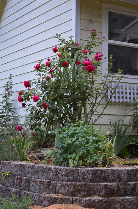 Late Summer Garden 2016 - Flower Patch Farmhouse