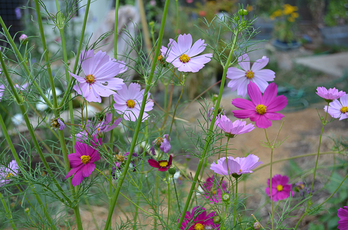 Late Summer Garden 2016, Ten cottage flowers that reseed themselves