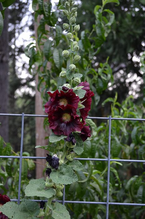 Late Summer Garden 2016, hollyhocks