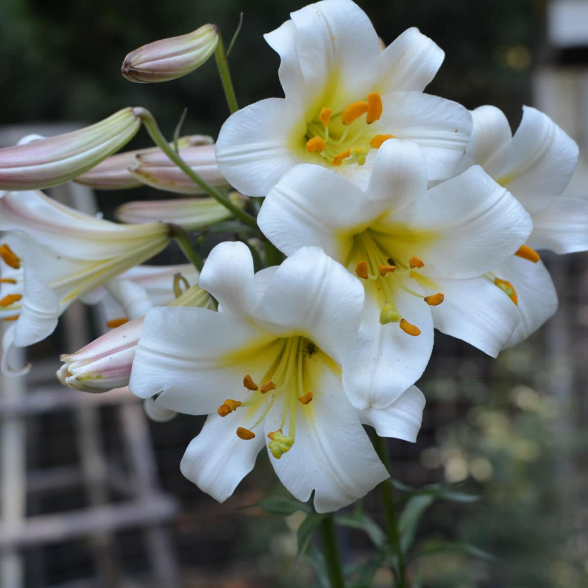 white trumpet lilies, scented flowers