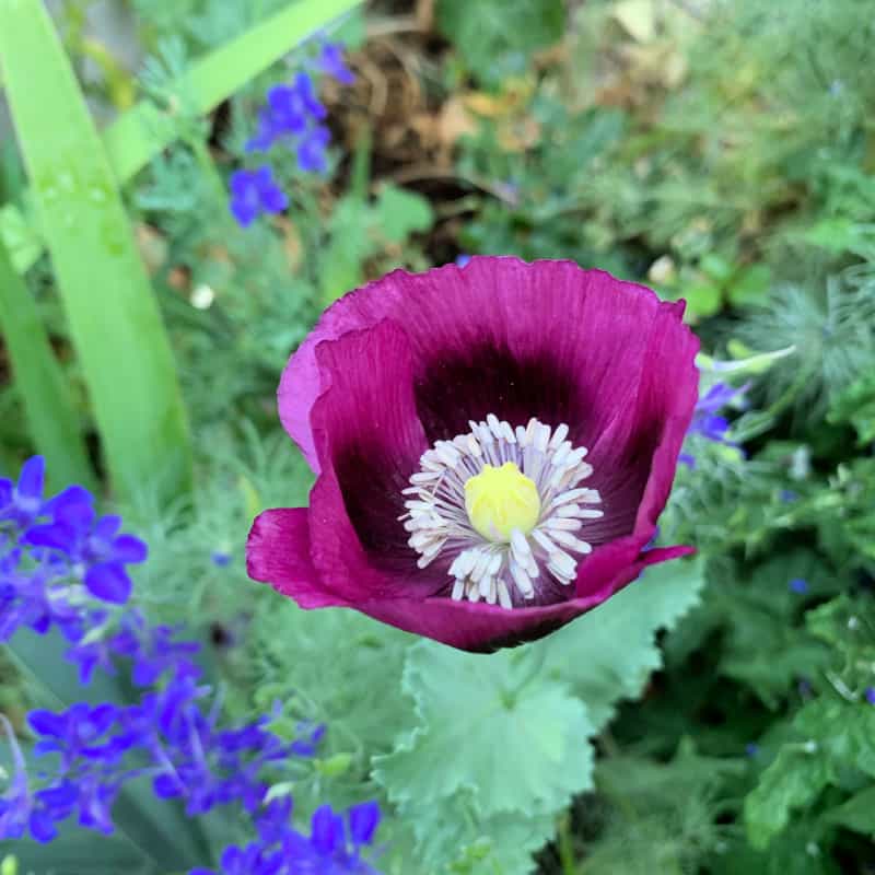 Lauren's Grape Poppy, Flower Patch Farmhouse