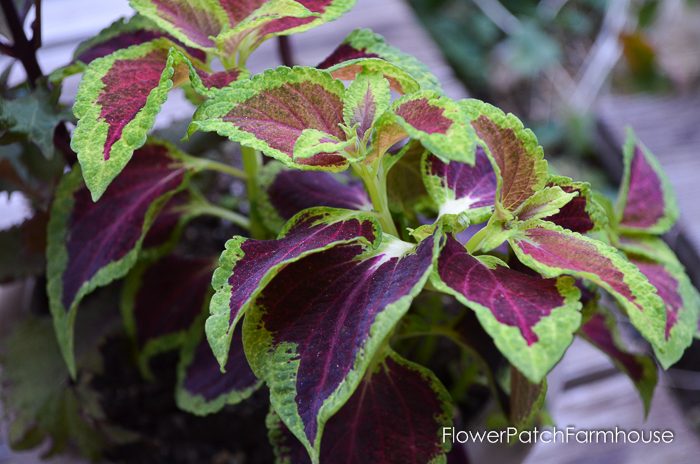 my-garden-in-september-1-of-36