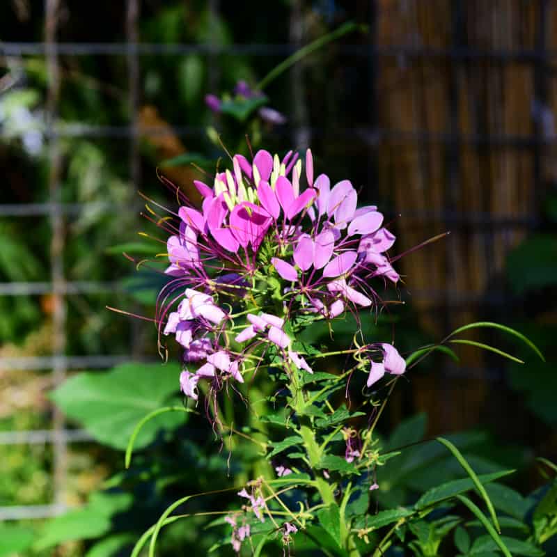 Cleome in the garden at Flower Patch Farmhouse