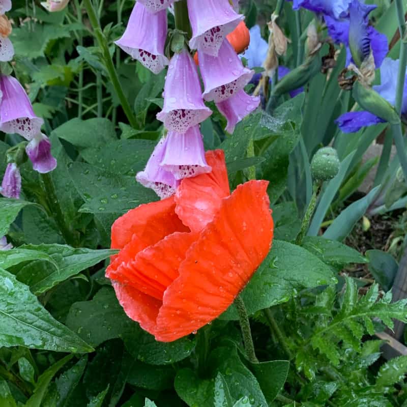 orange oriental poppy grown from seed