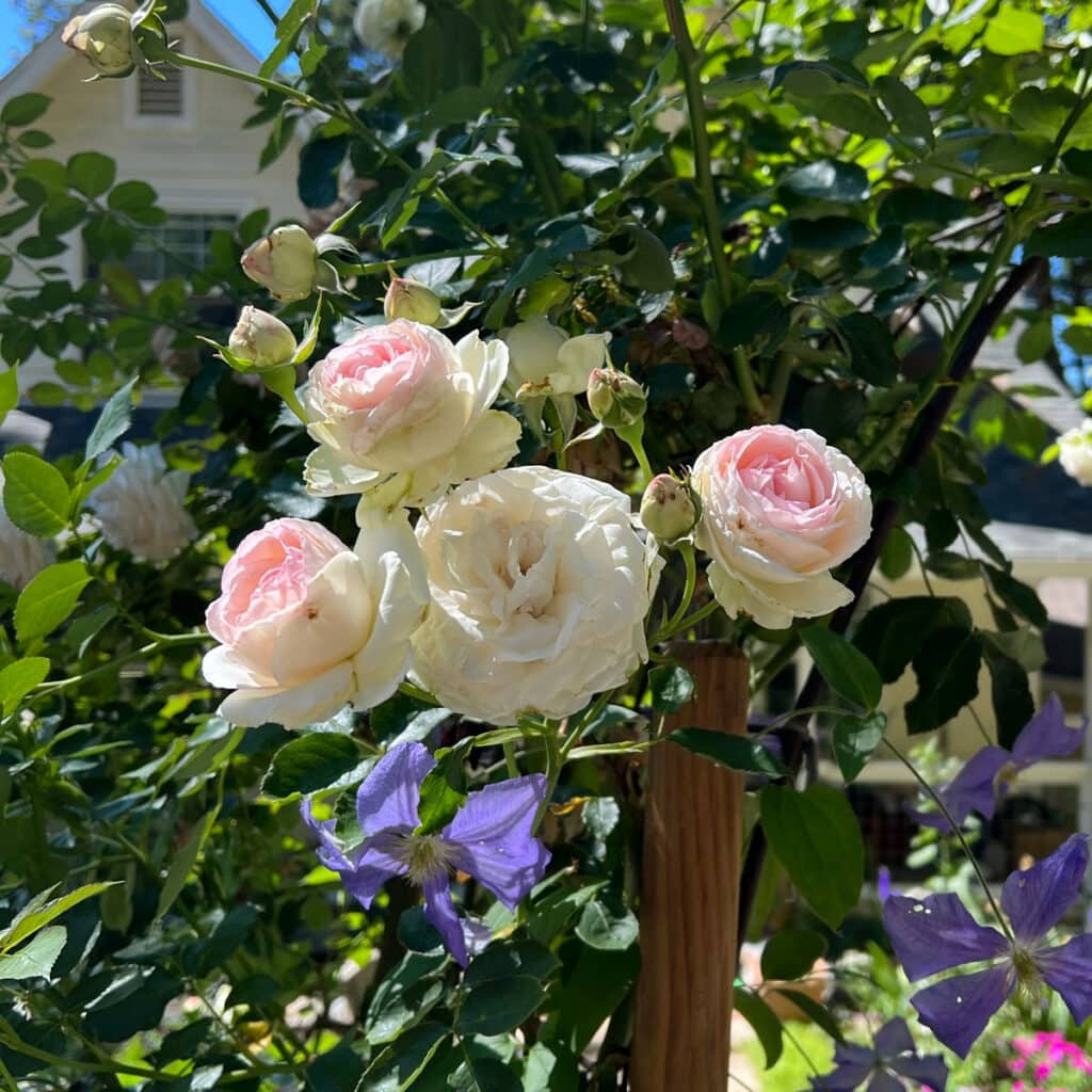 pierre de ronsard rose with clematis on arbor