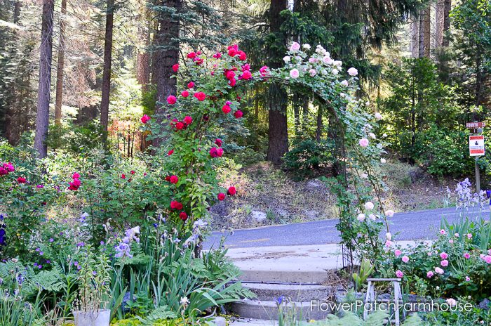 Prune & Train Climbing Rose. there is a lot of info out there on how to prune your roses that is generic and doesn't really fit all roses. Come see how to prune your climbing rose, it is unique.