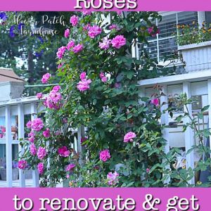 Zepherine rose climbing porch post with text overlay, Pruning climbing roses to renovate and get more blooms, Flower patch Farmhouse