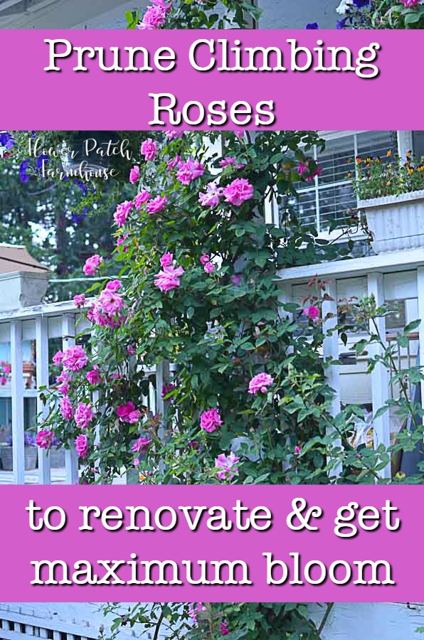 Zepherine rose climbing porch post with text overlay, Pruning climbing roses to renovate and get more blooms, Flower patch Farmhouse