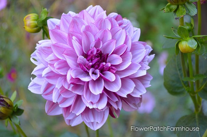 Pink dahlia, Propagate Dahlias from Cuttings, FlowerPatchFarmhouse.com