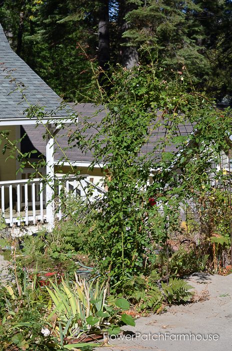 Prune & Train Your Climbing Rose for masses of bloom in Summer. This technique works on all climbing roses and can be done in Fall or late Winter. 