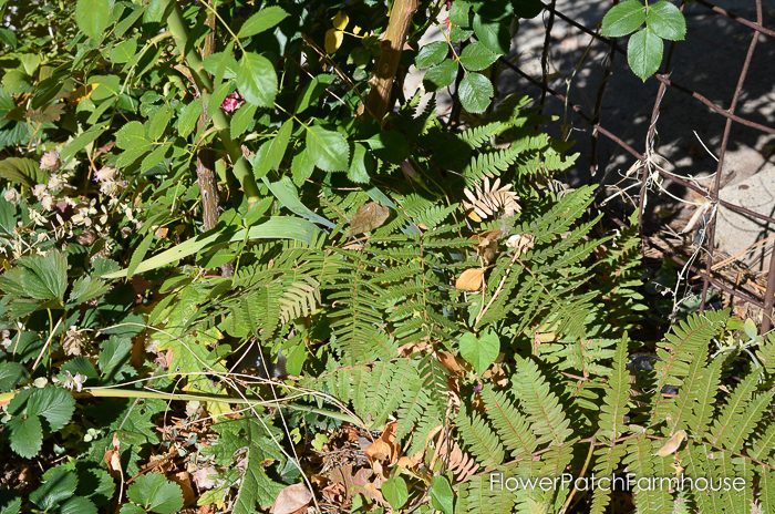 Prune & Train Your Climbing Rose for masses of bloom in Summer. This technique works on all climbing roses and can be done in Fall or late Winter. 